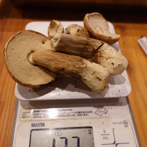 B品高級■ニセコ産■天然■生ポルチーニ茸