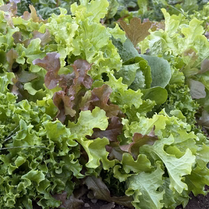 信州産｜採れたて！レタスミックス