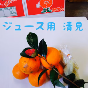 ジュース用【清見タンゴール】清らかな甘さと香り～