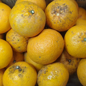 【農薬不使用】無農薬甘夏みかん1.8kg送料全国600円