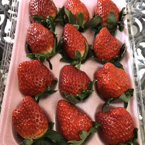 【朝採り新鮮❗️】ビタミンCたっぷり❣️完熟紅ほっぺ(1箱12粒入り)