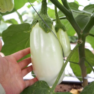 【宝石野菜✨】トロ旨有機白ナス　～お料理の幅が広がる♪～※農カード付