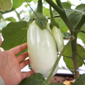 【宝石野菜✨】トロ旨有機白ナス　～お料理の幅が広がる♪～※農カード付