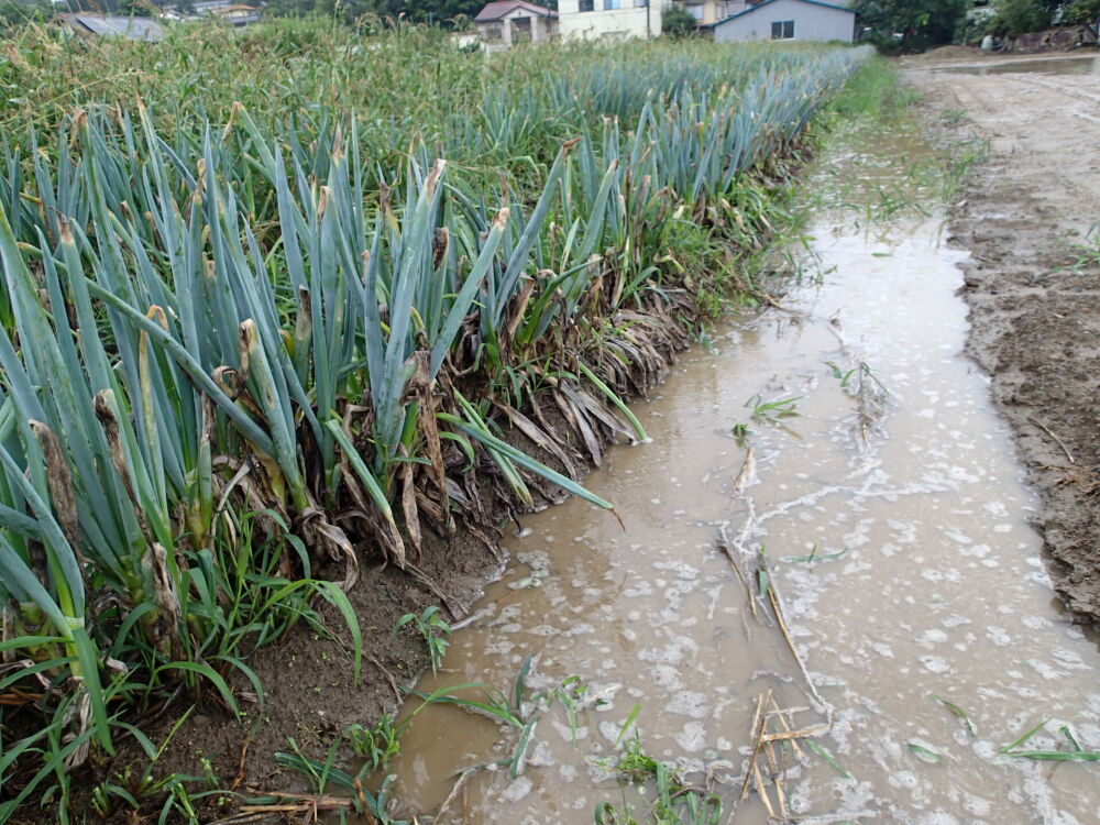 📣【生産者さんからのSOS】令和3年8月豪雨被害で困っています | 農家