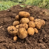 【期間限定】幻の黄金ポテト『インカのめざめ』※自然栽培.・無農薬・野菜じゃがいも