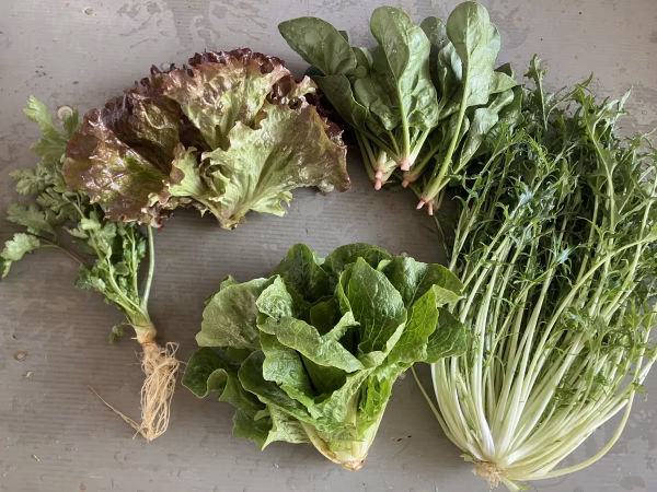 【たっぷりお野菜】渥美半島から旬と彩りの野菜セット