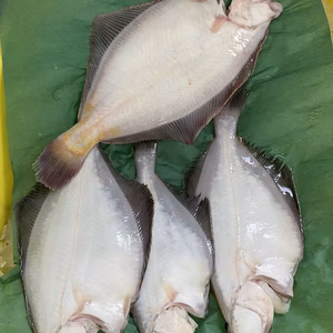 8日水揚げ‼️船上神経〆鮮魚ガチャ❗️1〜2人用　エラ、内蔵処理　