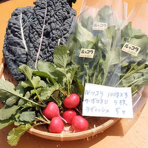 かまちゃん農園の「ルッコラ＆カーボロネロ＆ラディッシュ」セット