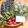 かまちゃん農園の「ルッコラ＆カーボロネロ＆ラディッシュ」セット