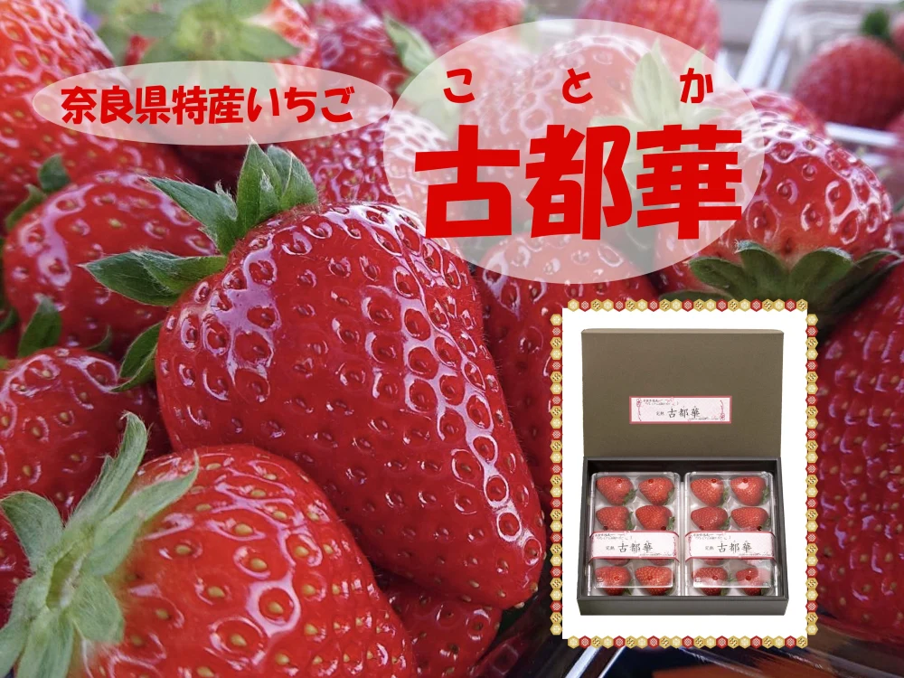 贈答用 ”完熟いちご 古都華” 8～15粒（270～320ｇ）×2パック