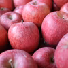 山形県朝日町産 完熟 サンふじ 1級品 小玉 りんご 