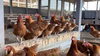 昔ながらの美味しい「平飼い卵」 【冷蔵便でのお届け】