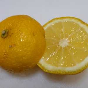 12月【種なしユズ】【ご家庭用・大小混合】みえの安心食材認定　