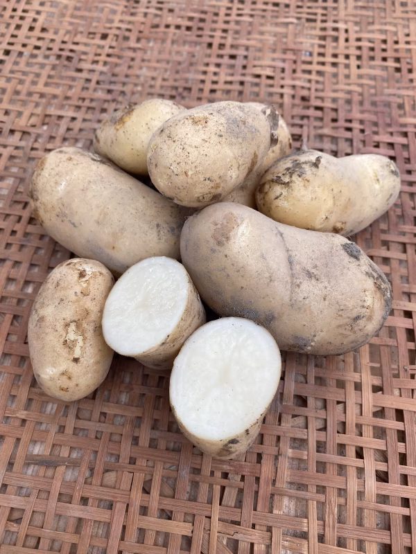 らるふるの新じゃがいも〈メークイン〉