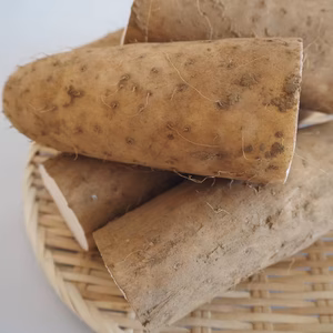 北海道産　いんなみ農園の長芋　規格外品5kg