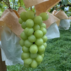 [山梨県勝沼産]大房シャインマスカット‼︎美味しさをお楽しみいただけます。