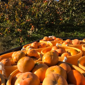 お試し 和歌山県産富有柿箱込み2kg訳あり自宅用