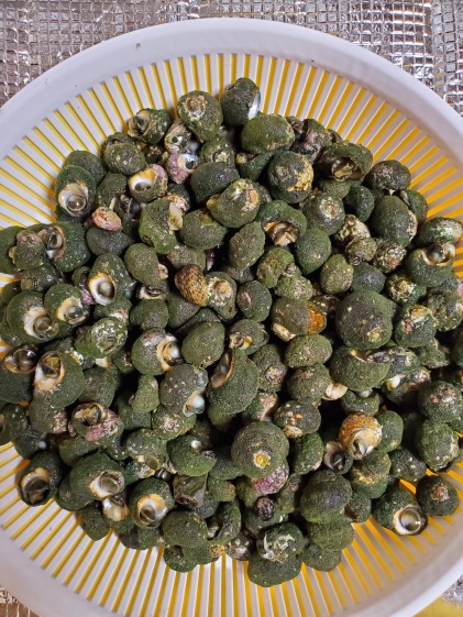 やめられない 止まらない ビナ貝 1kg 画像2で大きさ確認してください 最 農家漁師から産地直送の通販 ポケットマルシェ