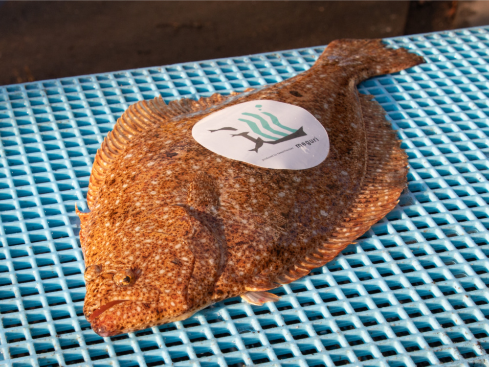 ひらめ-河内水産の特別な魚-｜ヒラメの商品詳細｜ポケットマルシェ