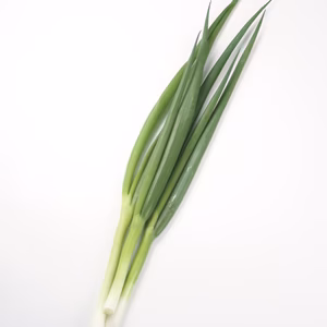 京のおねぎはん（九条ネギ）原体2kg （クール）