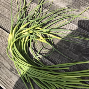 にんにくの芽　随時発送中