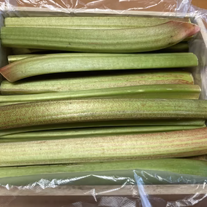 信州産 フレッシュルバーブ　グリーン/絶品 簡単クランブルを作ろう!