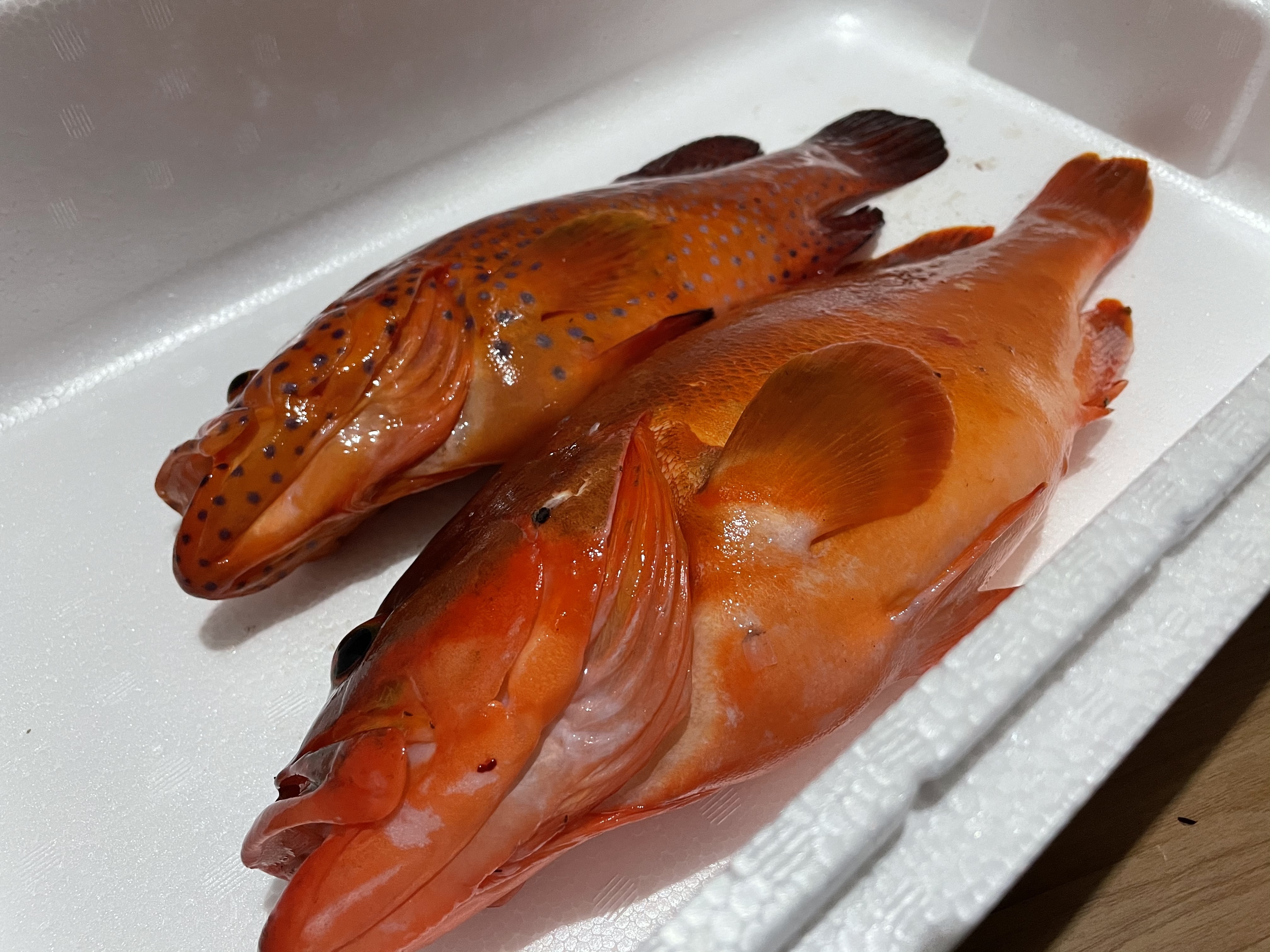 魚突き 鹿児島県竹島のアカハタ1 0kg ユカタハタ500g鱗 内臓処理済み 農家漁師から産地直送の通販 ポケットマルシェ