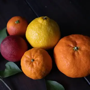 【限定10箱】大人気「甘平」入り！2月の柑橘詰め合わせ