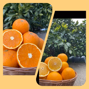 ☆春の柑橘祭り☆樹熟清見オレンジ はっさく セット