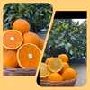 ☆春の柑橘祭り☆樹熟清見オレンジ はっさく セット
