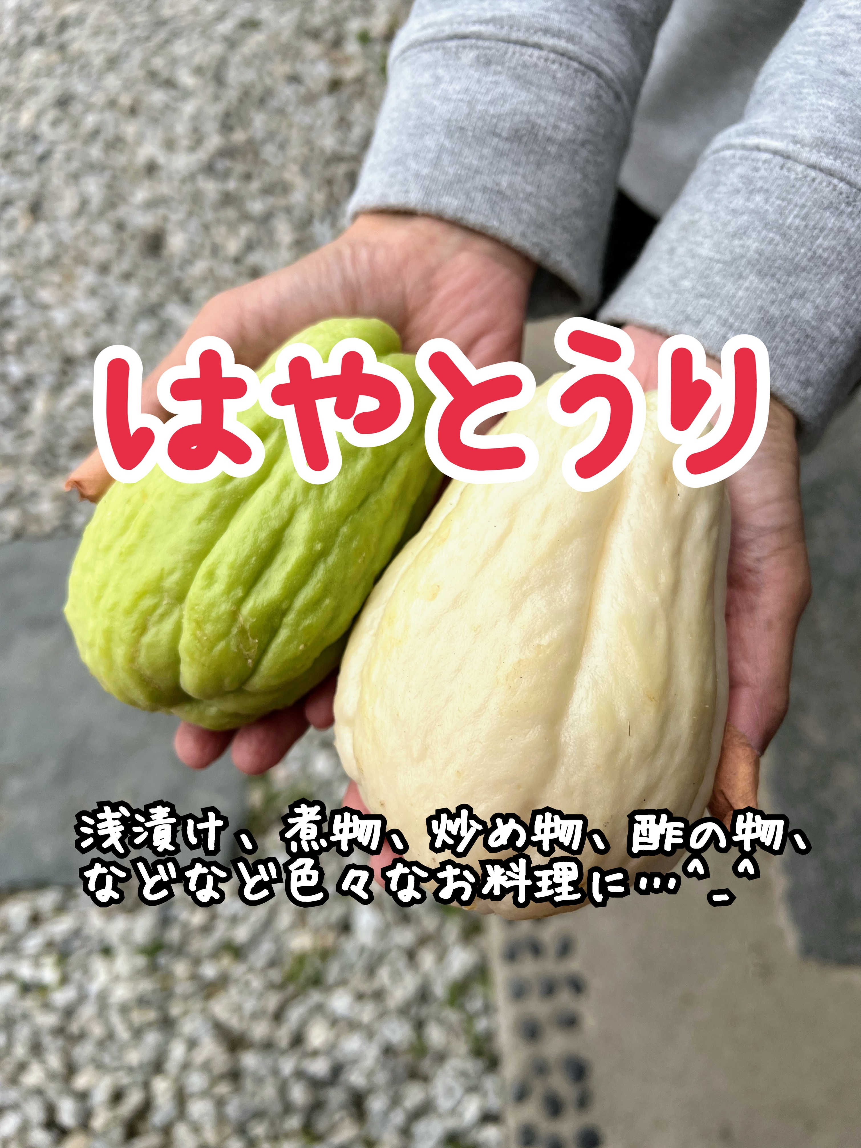 はやとうり 送料無料 野菜の商品詳細 ポケットマルシェ 産直 産地直送 通販 旬の果物 野菜 魚介をお取り寄せ