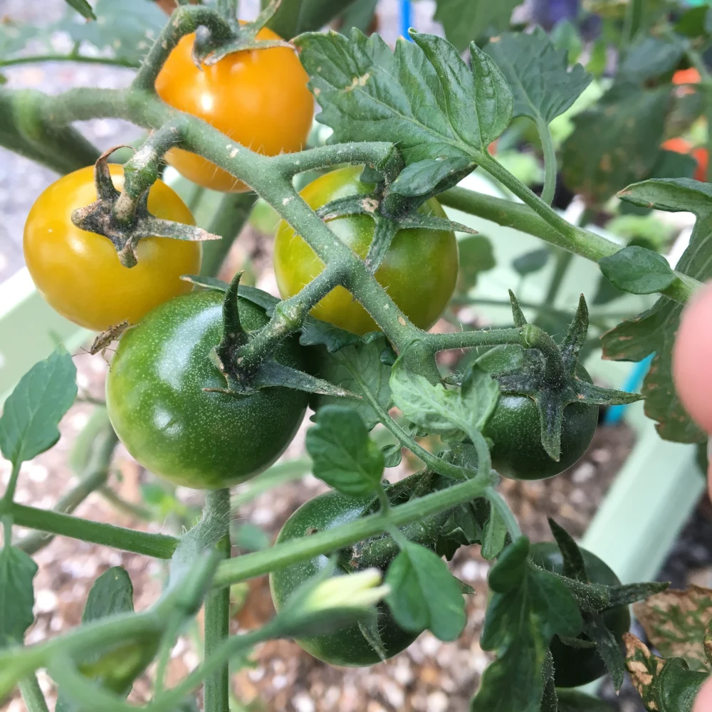 月2回定期便】旬の固定種☆おまかせ夏野菜セット☆長野県産！｜野菜の