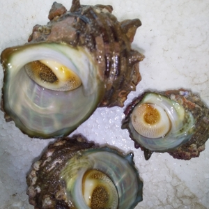 関門海峡産★お得なサザエパックあります♪刺身.つぼ焼き.煮つけを楽しんで下さい
