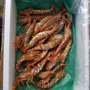 鮮度バツグン 白海老 　500グラム20から25匹前後