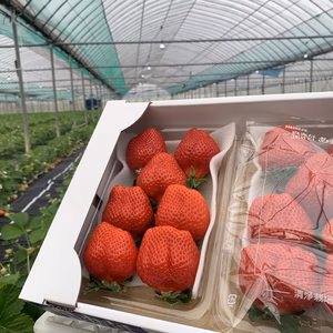 朝採りいちご　あまおう　7玉入り2パック