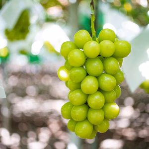 美味しいプレミアムぶどうの食べ比べ‼ シャインマスカット＆マスカサーティーン (