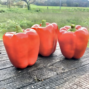 【無農薬】美肌作りに役立つビタミンCたっぷりのジャンボパプリカ！