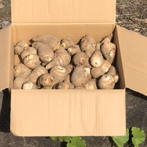 里いも　自然栽培　大和早生　山形県鶴岡産