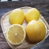 皮まで食べれる安心レモンの王道品種といえばこれ！！