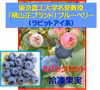 ブルーベリー冷凍果実：ラビットアイ系　2パック詰め（125gｘ２）