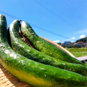 夏にさっぱり！きゅうりB品　（3㎏）