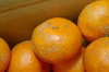 【農薬不使用】無農薬有田みかん　完熟その２