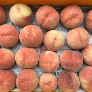 【本州向け】即日発送！家庭用 果汁たっぷり！信州産桃 約2kg～