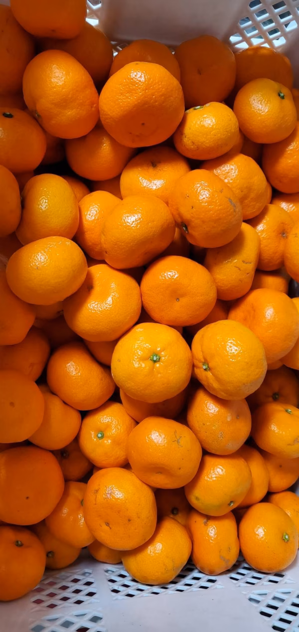 訳あり☆10キロ☆マルチ栽培中生温州みかん☆三重県御浜町産