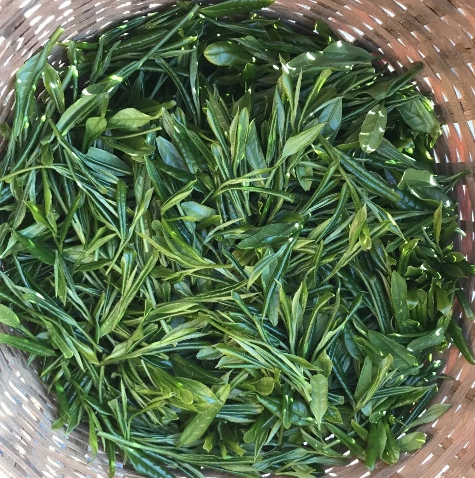いろんな風味を味わいたいな???? 令和4年の新茶 のたしなみ | 農家漁師から産地直送の通販 ポケットマルシェ