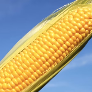 【R8/予約販売(特典有)】フルーツ以上の糖度を誇るトウモロコシ