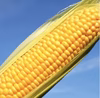 【R8/予約販売(特典有)】フルーツ以上の糖度を誇るトウモロコシ