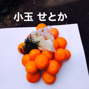小玉せとか (家庭用　箱込4キロ)限定10箱