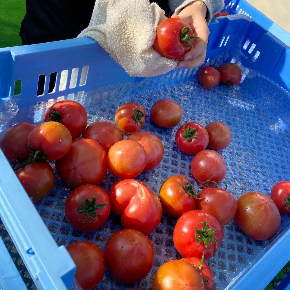 【ギフト対応OK】さやまるプロジェクトの朝採り完熟トマト