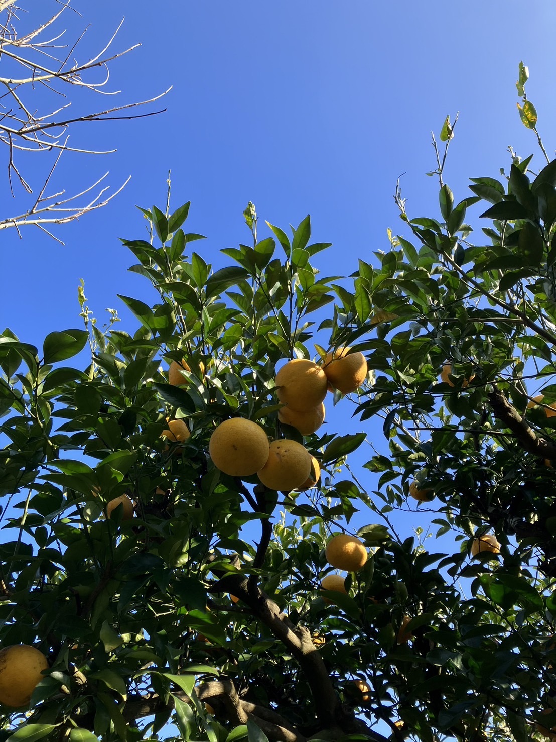 鹿児島県産「わっぜうまかぁ甘夏みかん」｜夏みかん・甘夏などの商品